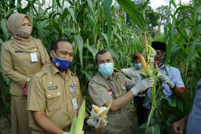 ketahanan-pangan-gubri-hadiri-panen-pardana-kebun-jagung-kelompok-tani-santri-indonesia